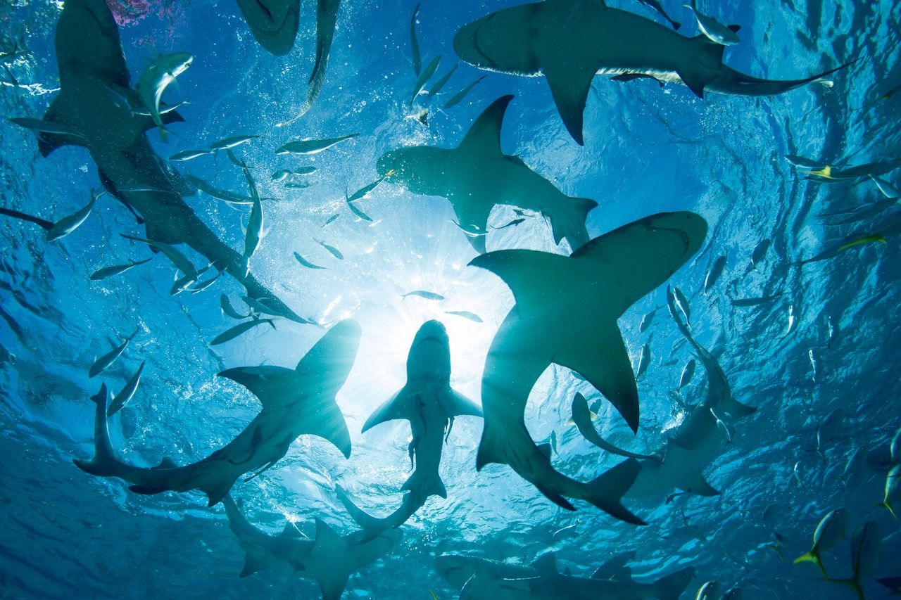 Business sharks swimming in ocean