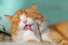 IA promete traduzir o que cães e gatos "falam"
